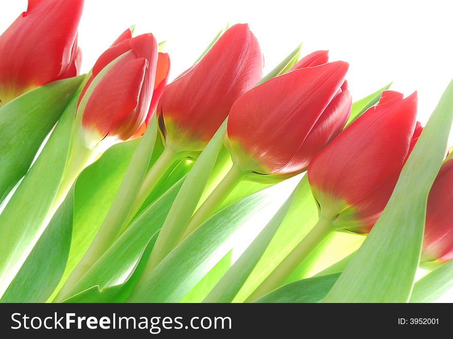 Bunch of red tulips on white background