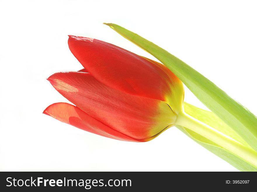 Red tulip flower on white background