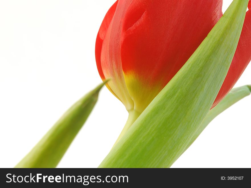 Close up image of red tulips