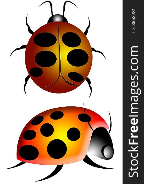 Lady Bug Or Ladybird 2