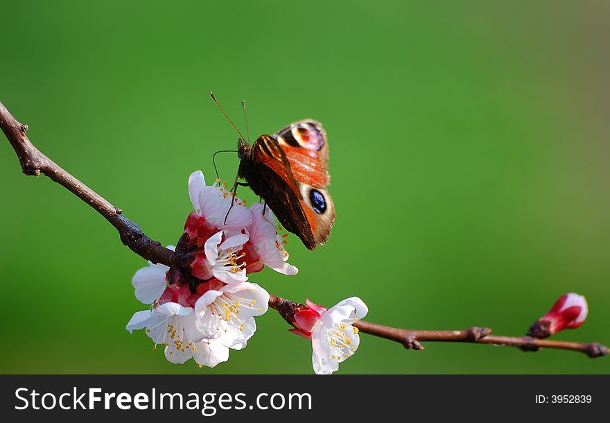 Butterfly on a blooming branch. Butterfly on a blooming branch