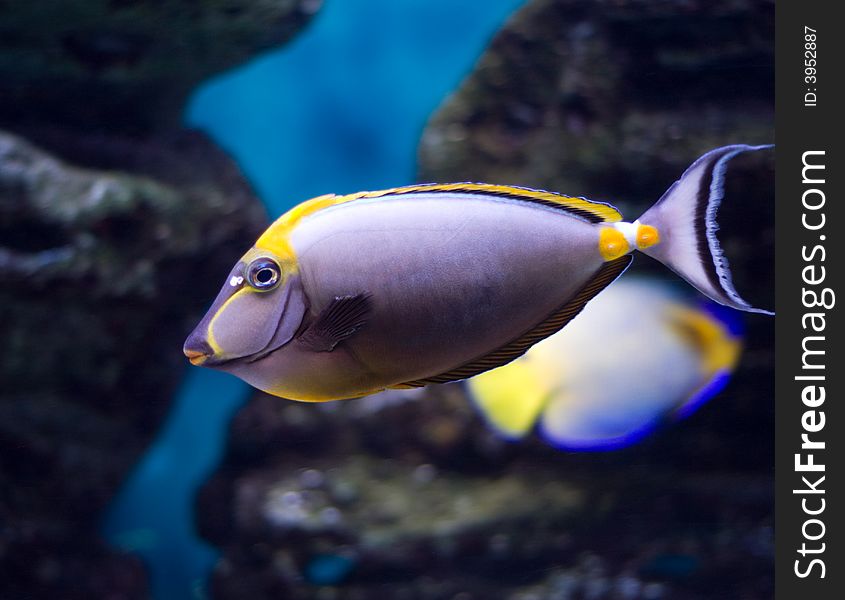 Orangespine unicornfish (lat. Naso  lituratus) in aquarium