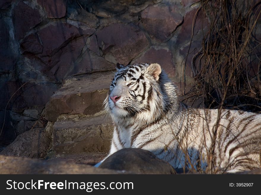 White Amur, or Siberian, Tiger (lat. Panthera tigris altaica). White Amur, or Siberian, Tiger (lat. Panthera tigris altaica)