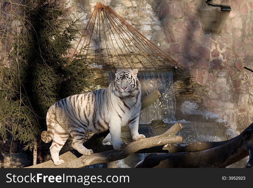 White Amur Tiger on a waterfall