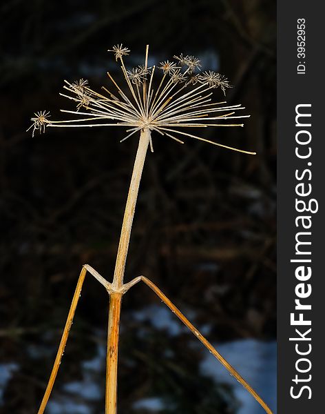 Blade of grass in a forest in winter. Blade of grass in a forest in winter