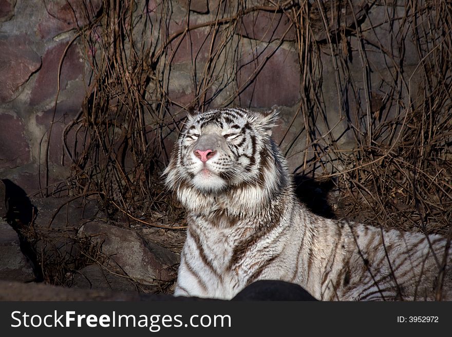 White Amur, or Siberian, Tiger (lat. Panthera tigris altaica). White Amur, or Siberian, Tiger (lat. Panthera tigris altaica)