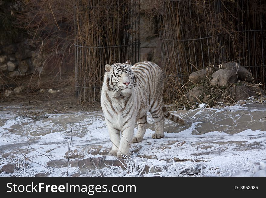 White Amur, or Siberian, Tiger (lat. Panthera tigris altaica). White Amur, or Siberian, Tiger (lat. Panthera tigris altaica)
