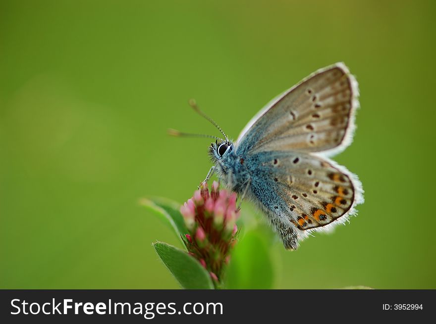 Blue mother-of-pearl butterfly on a flower. Blue mother-of-pearl butterfly on a flower