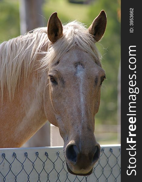 A friendly horse looking over a fence