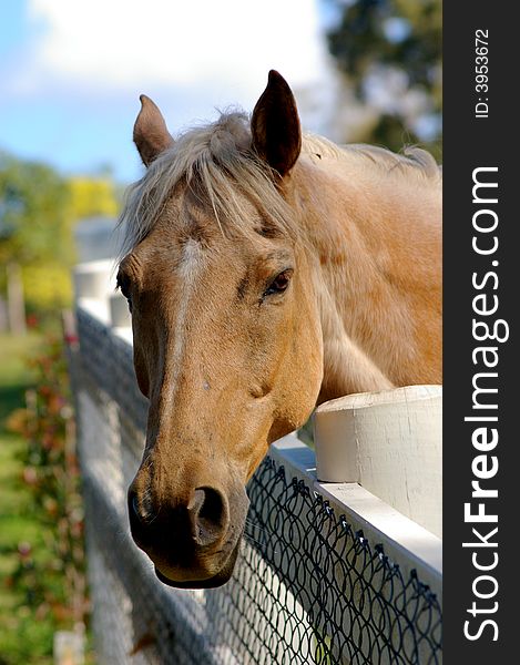 A friendly horse looking over a fence