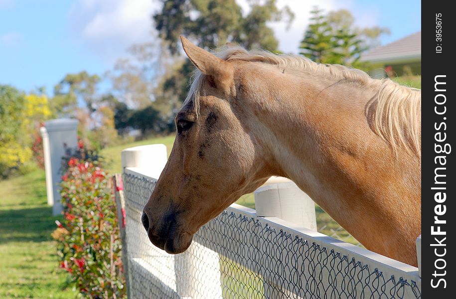 A friendly horse looking over a fence