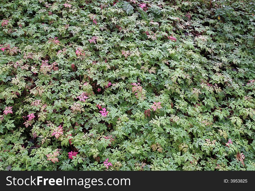 Ground Cover