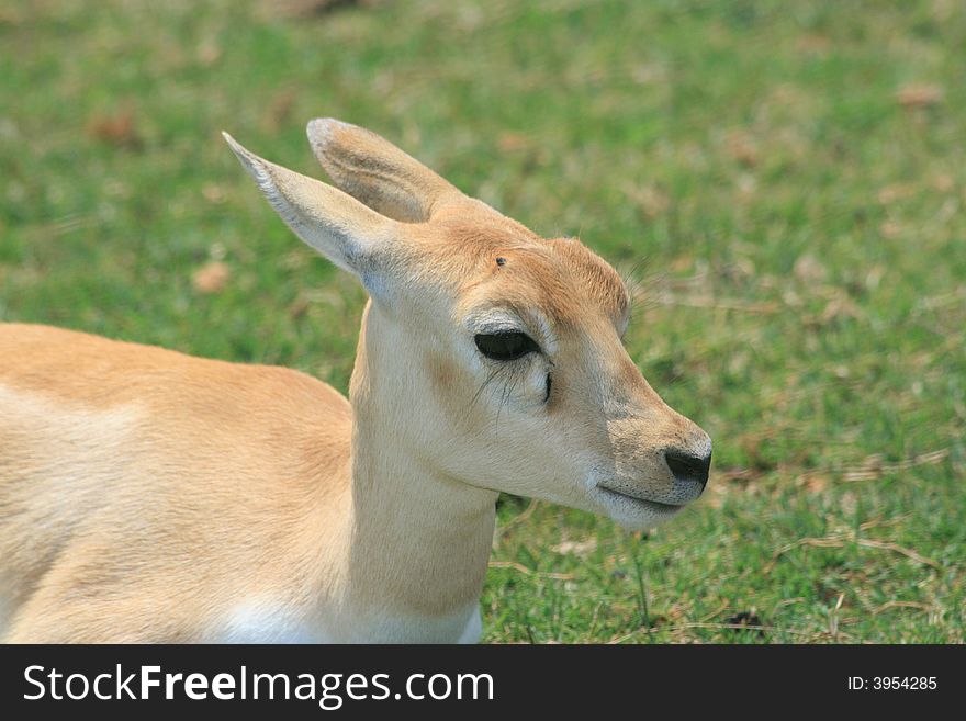 Photo of young Gazelle looking to the right. Photo of young Gazelle looking to the right