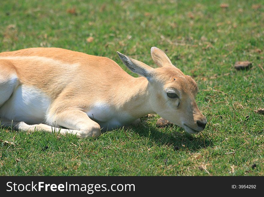 Photo of young Gazelle looking to the right. Photo of young Gazelle looking to the right