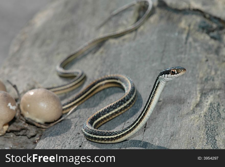 A small colorful ribbon snake crawling across some bark. A small colorful ribbon snake crawling across some bark.