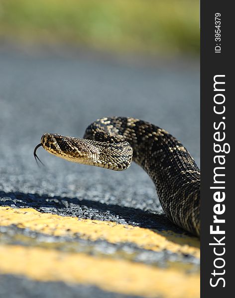 A large eastern diamondback rattlesnake near the center yellow lines on an everglades road. A large eastern diamondback rattlesnake near the center yellow lines on an everglades road.