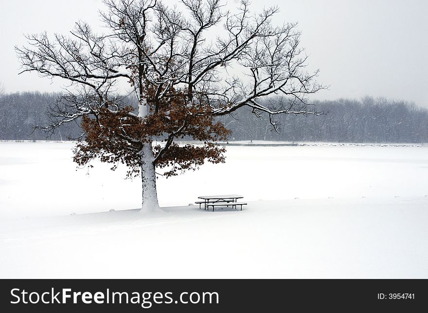 This tree looks so alone...Maybe, bacause of winter. This tree looks so alone...Maybe, bacause of winter