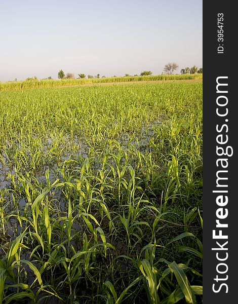 Water given in the crop fields