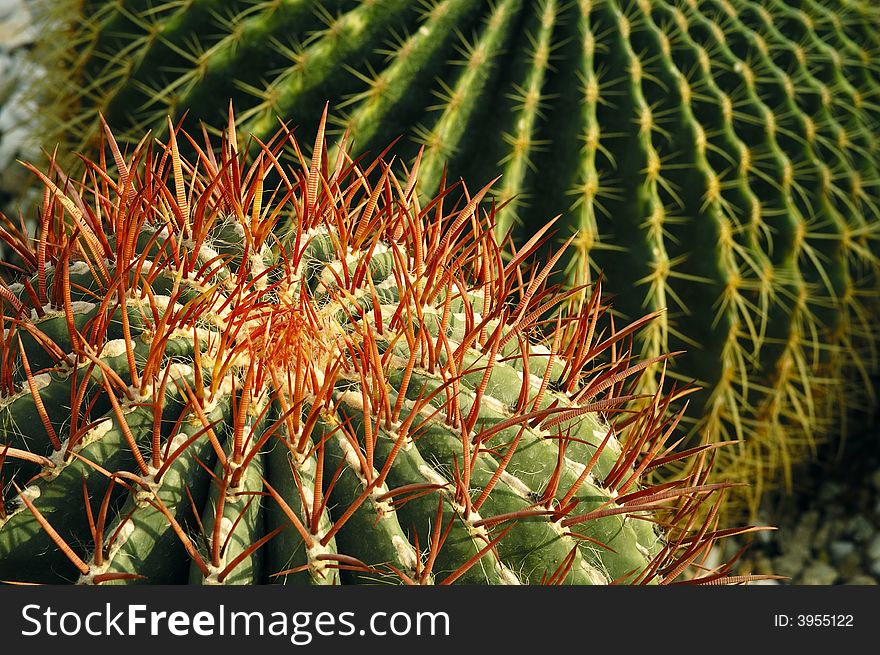 The new tender cacti thorns featured