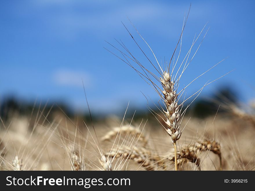 Golden harvest time and blue sky. Golden harvest time and blue sky