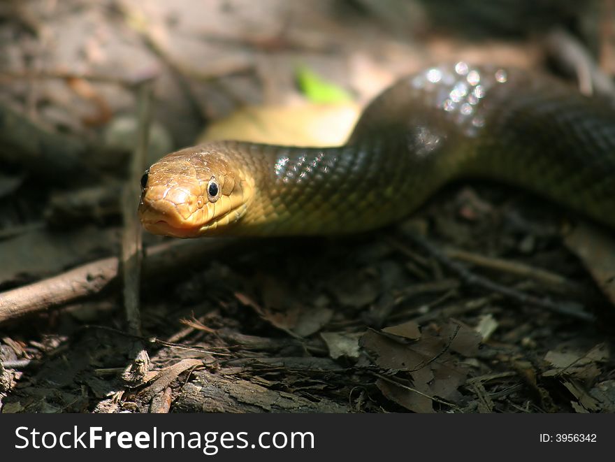 A shy ring snake in the forest