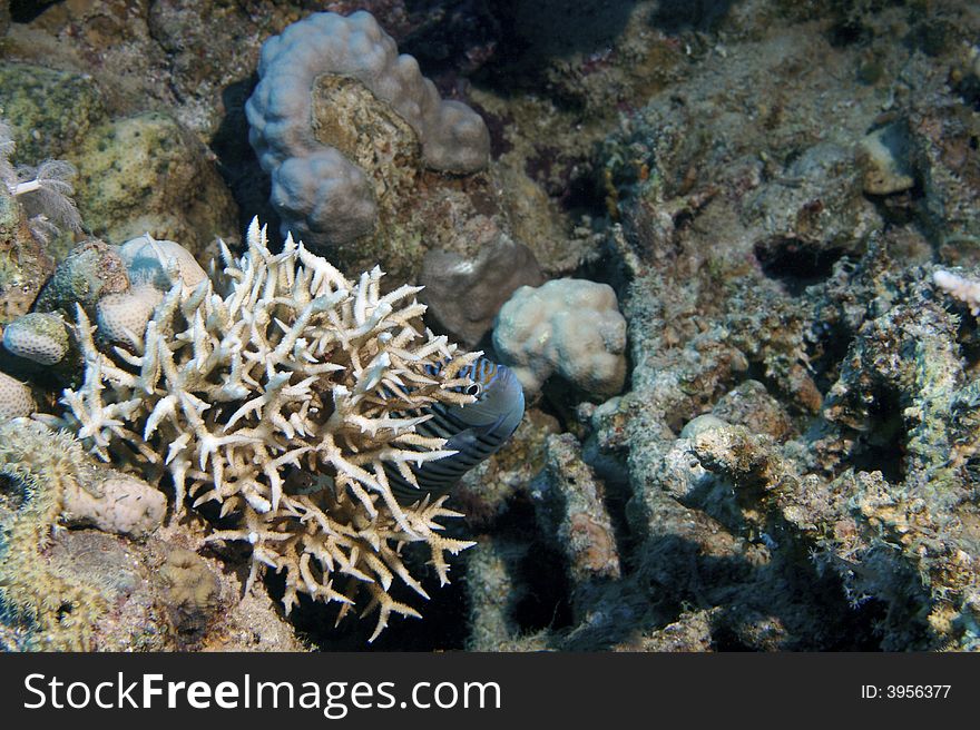 Red Sea underwater in Ras Muhammed, Sharm El Ksheikh. Red Sea underwater in Ras Muhammed, Sharm El Ksheikh