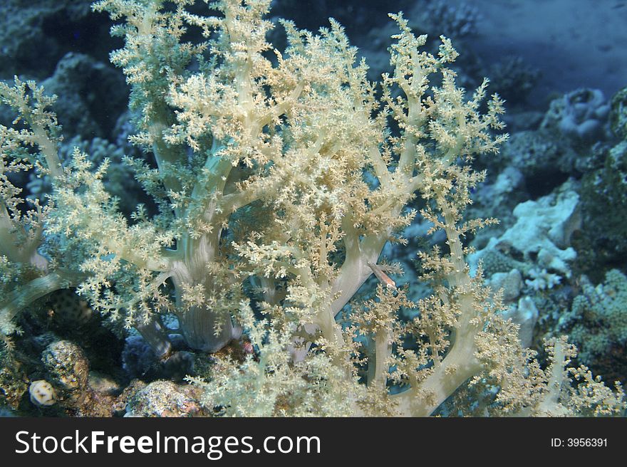 Red Sea underwater in Ras Muhammed, Sharm El Ksheikh. Red Sea underwater in Ras Muhammed, Sharm El Ksheikh