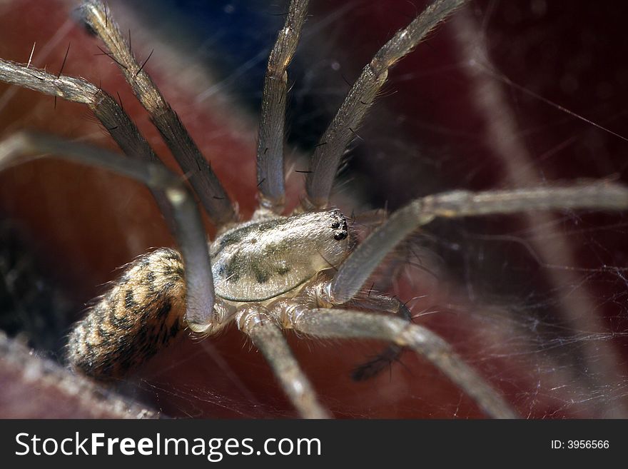 Closeup of a hairy spider