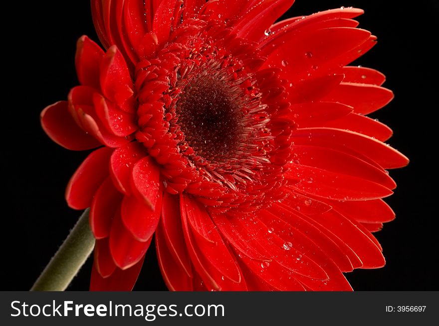 Water drops on beautiful red gerbera, close up
, flower