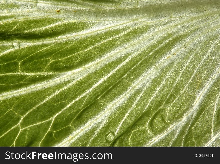 Close up abstract of salad leaf. Close up abstract of salad leaf