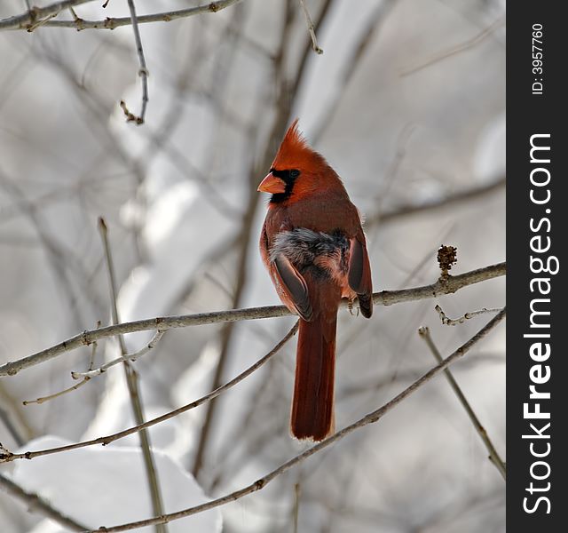 Male northern cardinal perched on a snowy tree branch
