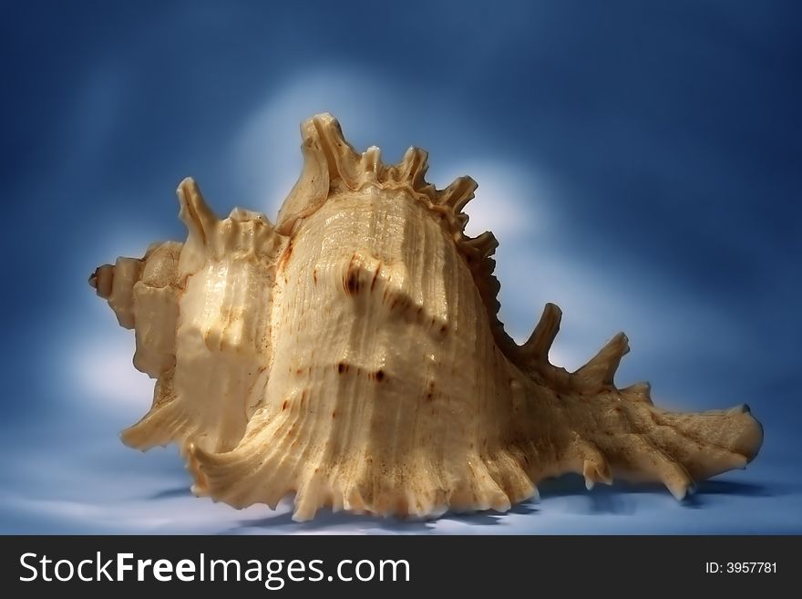 Sea shell on blue background