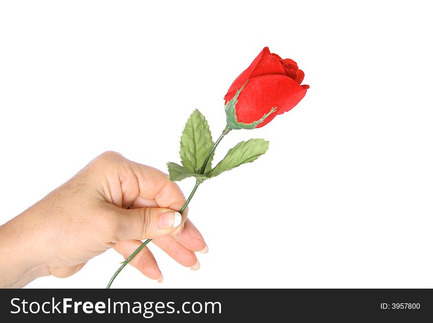 Valentines rose isolated on white