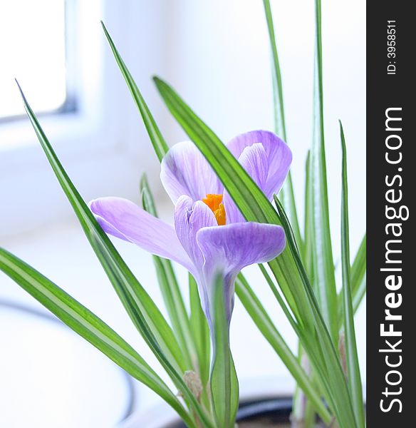 Single flower of crocus, indoor, at the window-sill. Sunny morning in February. Single flower of crocus, indoor, at the window-sill. Sunny morning in February.