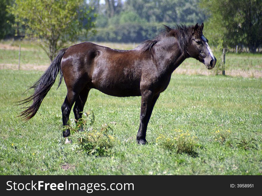 Big brown horse free in an argentina farm