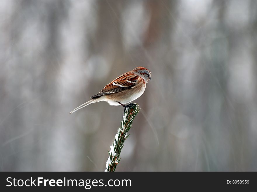 The Sparrow is one of the most familiar and beloved birds in northern North America and a frequent visitor to bird feeders. The Sparrow is one of the most familiar and beloved birds in northern North America and a frequent visitor to bird feeders.