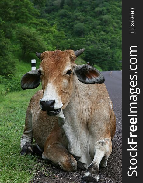 A cow rests on the side of a roadway. A cow rests on the side of a roadway