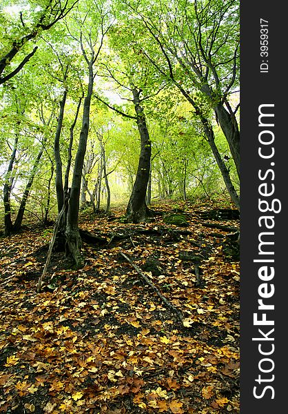 Trees growing on a slope and fallen down leaves on the ground