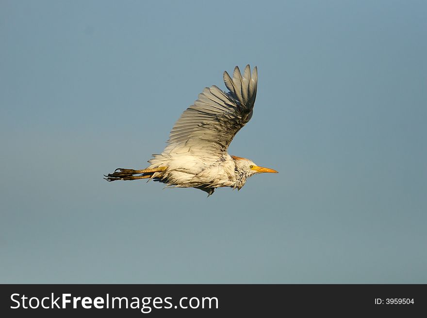 Cattle Egret in flight against a clear blue sky