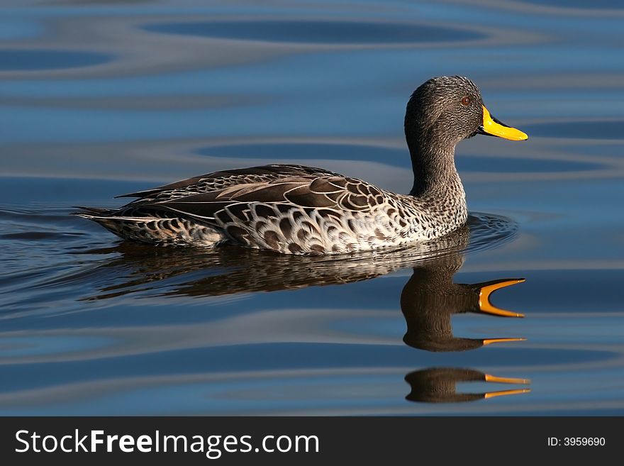 Yellowbilled duck swimming on calm waters