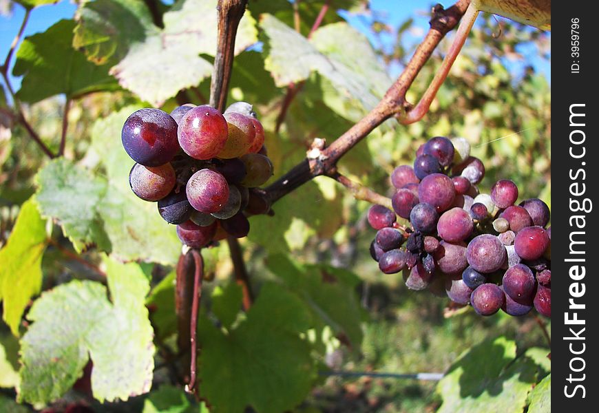 Grapes in a vineyard just before the harvest. Grapes in a vineyard just before the harvest