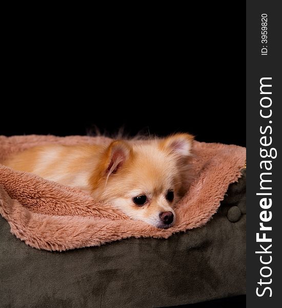 Pomeranian puppy awake but laying down in her bed.  Isolated on black. Pomeranian puppy awake but laying down in her bed.  Isolated on black.