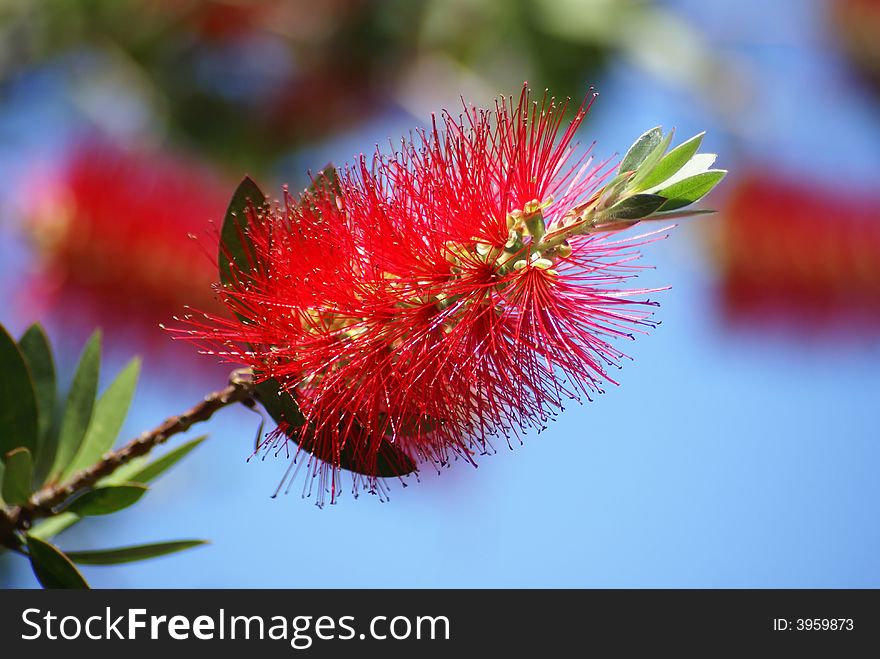 Exotic Red Flower