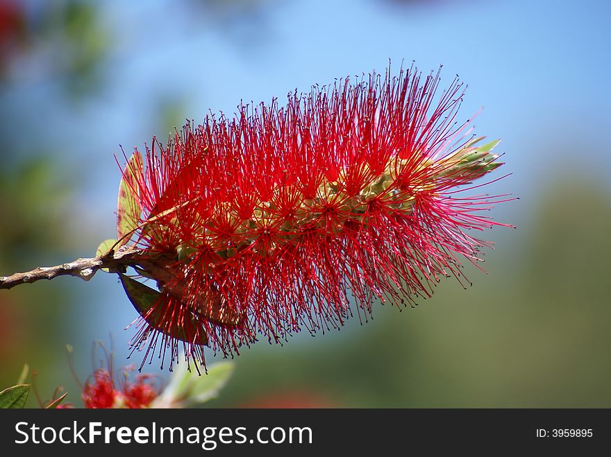Beautiful, big and exotic red flower from south america. Beautiful, big and exotic red flower from south america