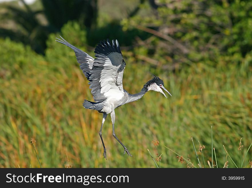 A Blackheaded Heron about to land amongst reeds