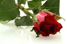 Nice Red Rose With A Water Drops Royalty Free Stock Photography