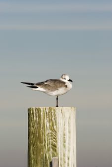 Seagull Standing On One Leg Stock Photos Seagull Standing On One Leg Stock Photos