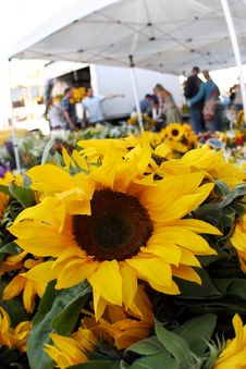 Sunflowers At The Market Royalty Free Stock Photos Sunflowers At The Market Royalty Free Stock Photos