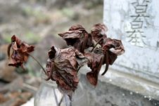 Dry Antheriums At A Cemetary Royalty Free Stock Photography Dry Antheriums At A Cemetary Royalty Free Stock Photography