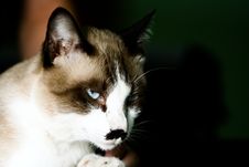 Staring Cat Stock Photography Staring Cat Stock Photography